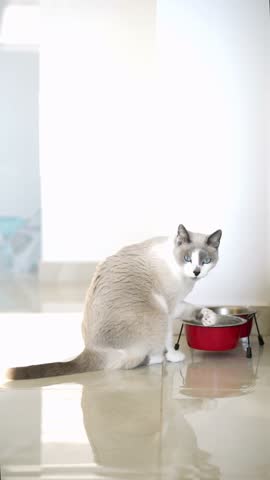 Adorable gray and white cat with blue eyes drinking water in a funny way by dipping its paw into the bowl and licking it off, vertical video

