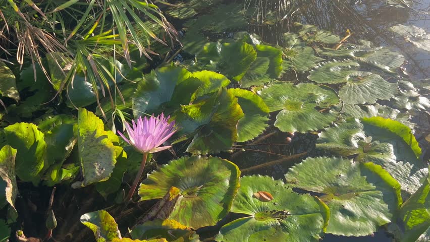 Purple water lily flower on a bright beautiful sunny day in a green lake