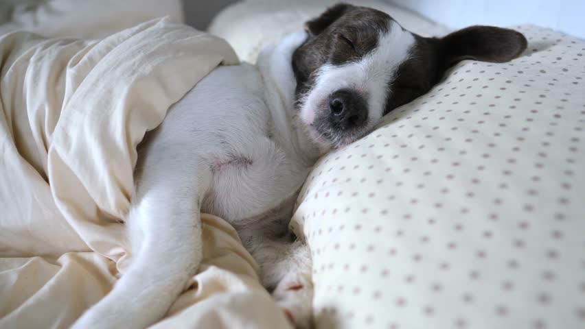 Cute white and brown dog resting comfortably in a cozy bed, covered with a soft blanket. The adorable pet is sleeping soundly on a pillow, showing a sense of tranquility and domestic comfort
