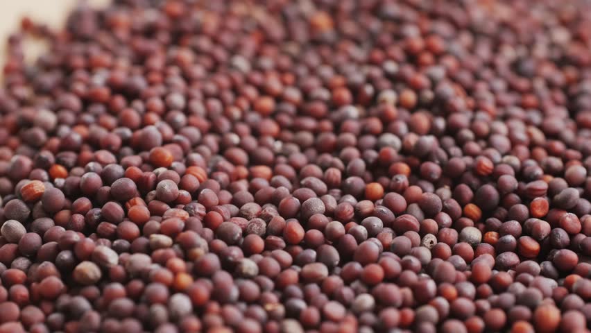 Close-up of sprouting broccoli arugula seeds. Growing microgreens at home, macro close up of seeds. 