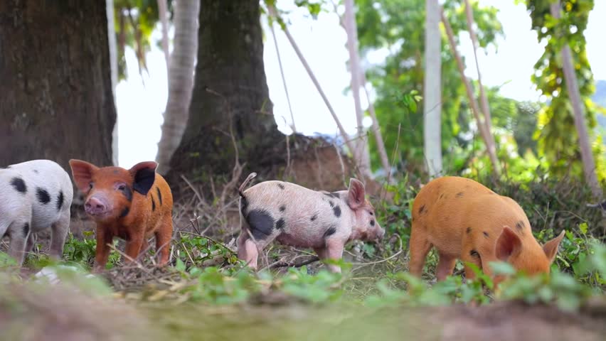 Group of cute, colorful newborn piglets of various breeds foraging for food in a green forest under a big tree. Curious young free range farm animals exploring their natural outdoor habitat