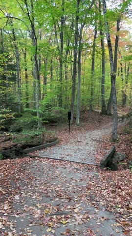 Peaceful forest path covered with autumn leaves