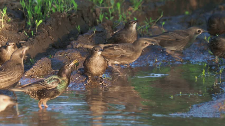 European starling, mostly juvenile birds, taking a bath, Sturnus vulgaris