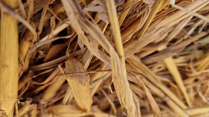 ​A close-up of straw slowly pulls focus to reveal a vast, golden farm field dotted with numerous round hay bales under a bright blue sky with white clouds.
