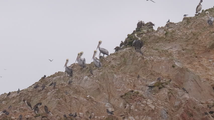 Pelicans rest on rocks in Paracas National Park.
