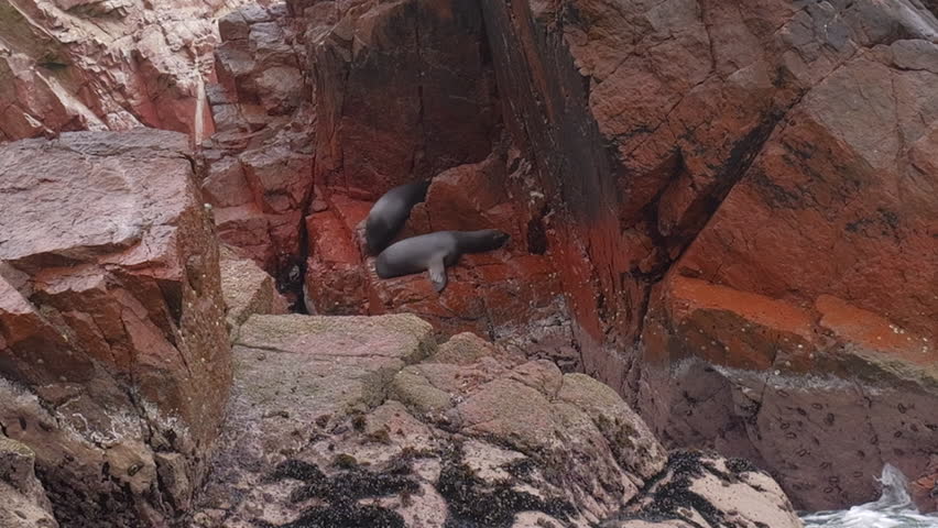 Two fur seals resting on a rock