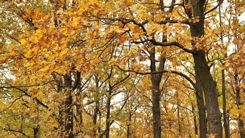 Golden foliage on autumn trees in the park
