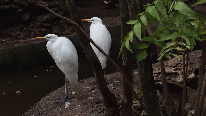Two great egret (Ardea alba) on the shore of a pond.
