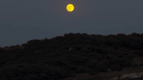 Close-up telephoto shot of a large, golden full moon rising in a dark twilight sky over the silhouette of a tree-covered hill. A serene and mysterious astronomical event - Powered by Shutterstock - Get 15% off with code: PIKWIZARD15