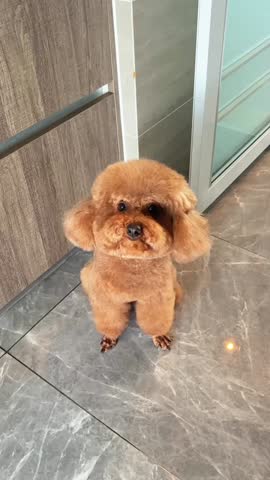 Fluffy Poodle on Marble Floor.