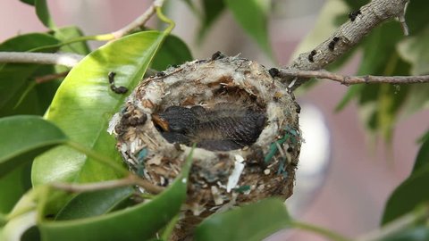 Humming Bird Mother Feeding Baby Chicks: Only chicks are in focus