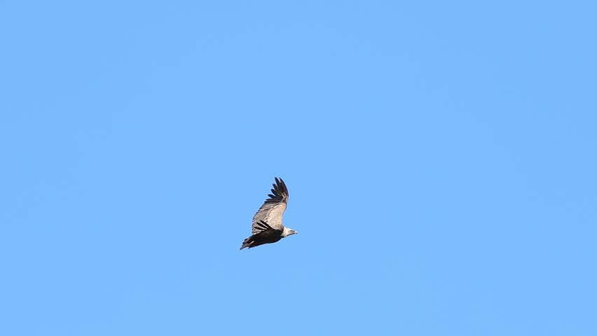 A griffon vulture (Gyps fulvus) flaps its wings in flight in a blue sky at the San Antonio de Alcoy natural area, Spain