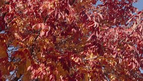 Autumn red leaves. Leaves red color. Nature fall beauty. Fall season weather. Red autumn leaf natural background. Autumn nature. Red leaves on forest tree. Seasonal autumnal tree - Powered by Shutterstock - Get 15% off with code: PIKWIZARD15