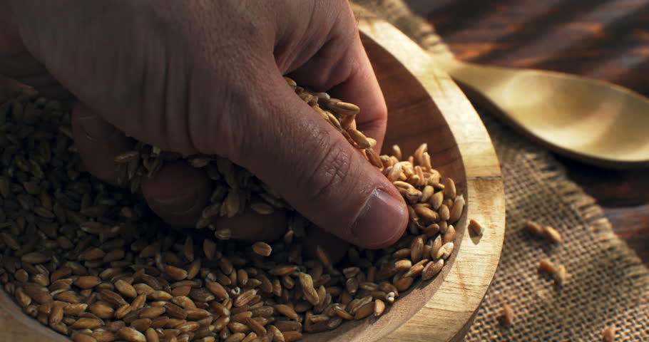 Slow Motion Close up of Farmer hand touching and gathering spelt grains, slow movement under warm sunlight, connection with earth and harvest at 1000 fps
