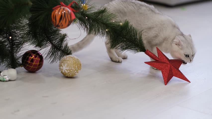 A cat is gnawing on a star on a Christmas tree.