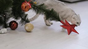 A cat is gnawing on a star on a Christmas tree. - Powered by Shutterstock - Get 15% off with code: PIKWIZARD15
