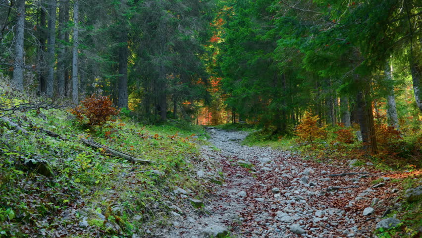 Wide shot of a mountain trail covered with white pebbles, winding through a colorful autumn forest in a natural alpine setting.