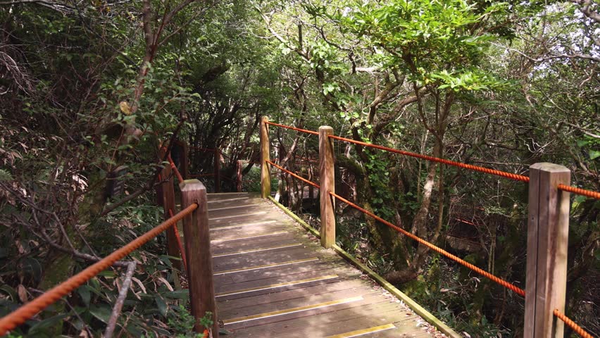 Hallasan National Park, Jeju island, South Korea, vibrant view of trail with a wooden ladder path stairs, trekking and climbing, stairway to Halla mountain summit, hiking in Korea, Jeju-do, sunny day