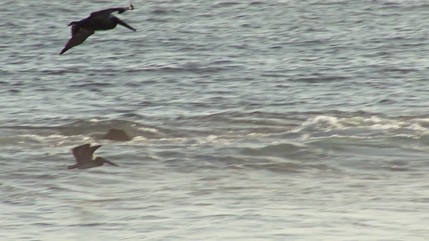 Brown pelican landing on the ocean water