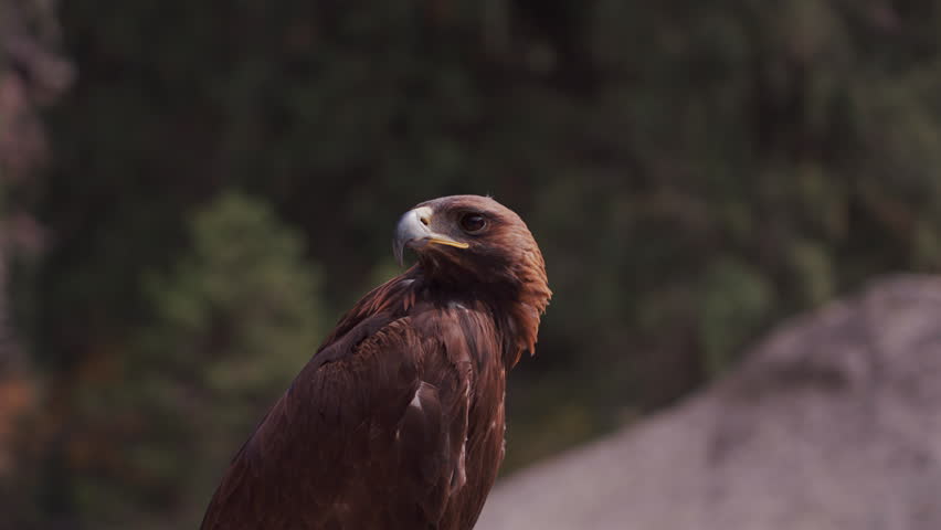 Close Up of Eagle Bird in Slow Motion