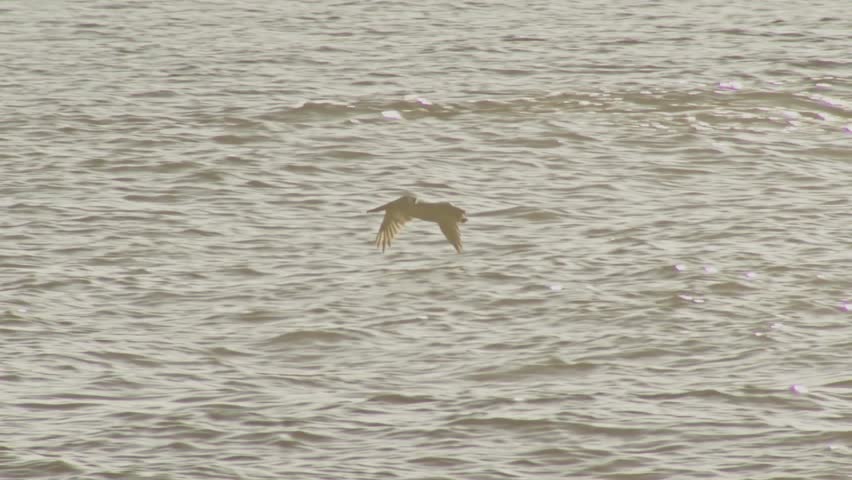 Brown pelican diving into the ocean to hunt for fish