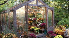 Cozy patio in autumn garden. Exterior glasshouse with gardening tools and bench. Interior of a wooden illuminated greenhouse with bench, plants and chrysanthemums flowers in pots at backyard. - Powered by Shutterstock - Get 15% off with code: PIKWIZARD15