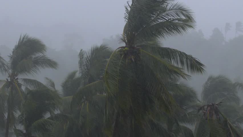 Powerful hurricane winds and heavy rain lashing palm trees during a major tropical cyclone event. The intense storm bends the trees, showing the devastating force of nature's weather
