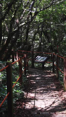 Hallasan National Park, Jeju island, South Korea, vibrant view of trail with a wooden ladder path stairs, trekking and climbing, stairway to Halla mountain summit, hiking in Korea, Jeju-do, sunny day