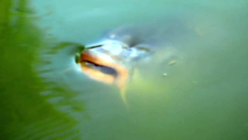 Blurry image of a fish near the water surface with green reflections.