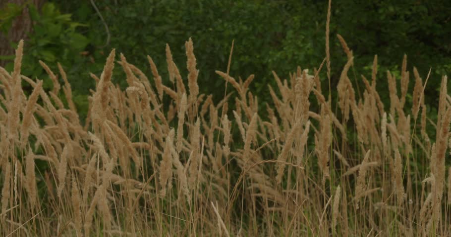Golden stalks of dry wild grass gently swaying in a summer breeze against a dark green forest background, creating a serene and peaceful natural scene in a beautiful rural meadow.