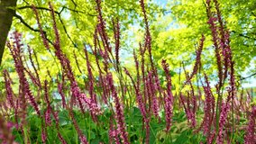 Lush garden scene with vibrant pink flowers swaying in gentle breeze. Bistorta amplexicaulis, the red bistort, mountain fleece. - Powered by Shutterstock - Get 15% off with code: PIKWIZARD15