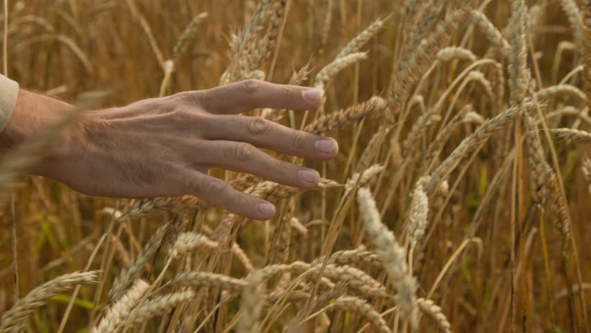 Close up shot of unrecognizable man in wheat field with focus on hands running through stalks at harvest season, copy space