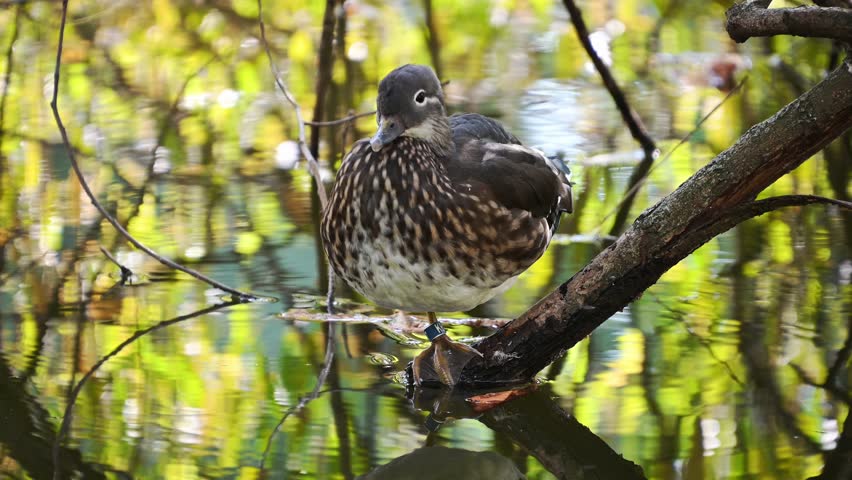 Tranquil duck preening by the lake in sunlit wetland scene. Female mandarin duck.