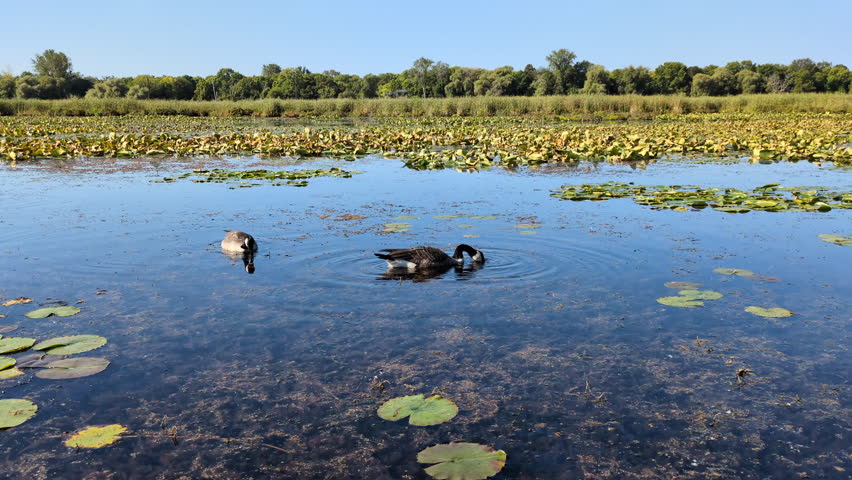 A group of Canada goose (Branta canadensis) floating, swimming and eating a in a marsh of the Point Pelee National Park (Leamington, Ontario, Canada)
