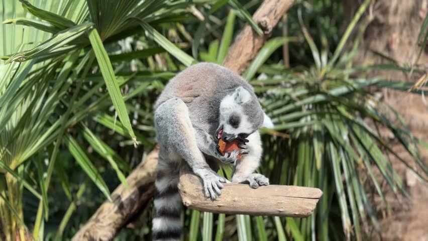 Ring-tailed lemur holding food and eating – wildlife and zoo footage.
