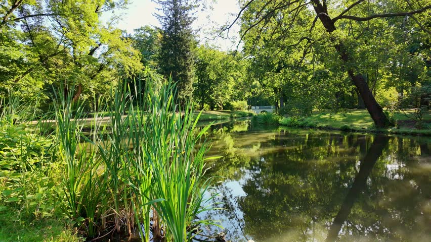 Serene pond reflections: tranquil greenery and gentle breeze in vibrant nature.