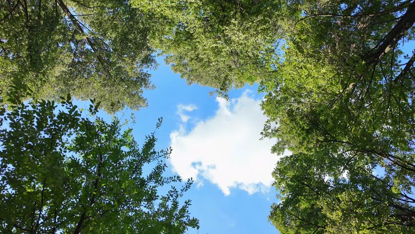 Panoramic tree canopy with blue sky movement captured in high definition.