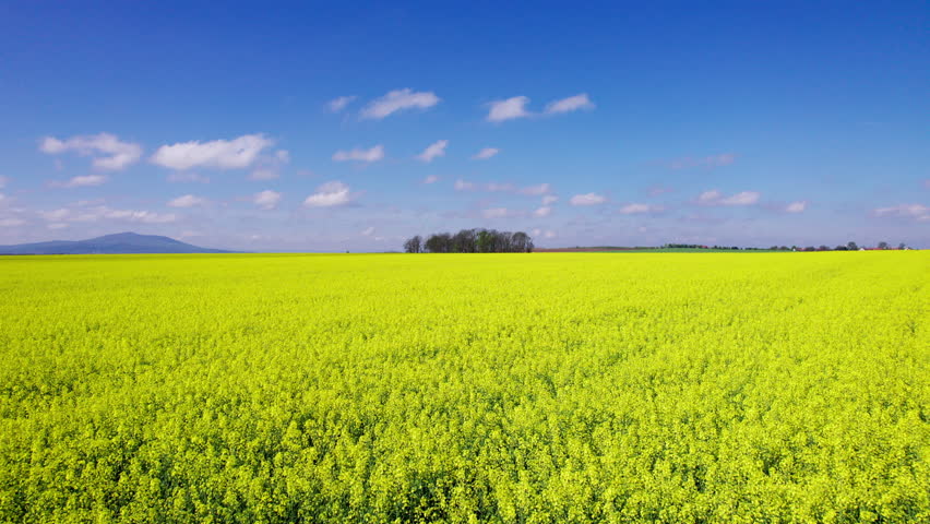 Bright yellow canola fields stretch across the landscape under a clear blue sky