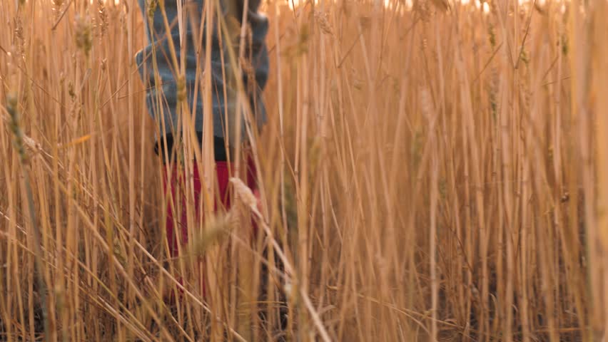 agriculture. a field of wheat on a farm. children's feet in rubber boots to walk around the farm. Nature in the open air. A child in rubber boots walks through a field of wheat of agriculture. rubber