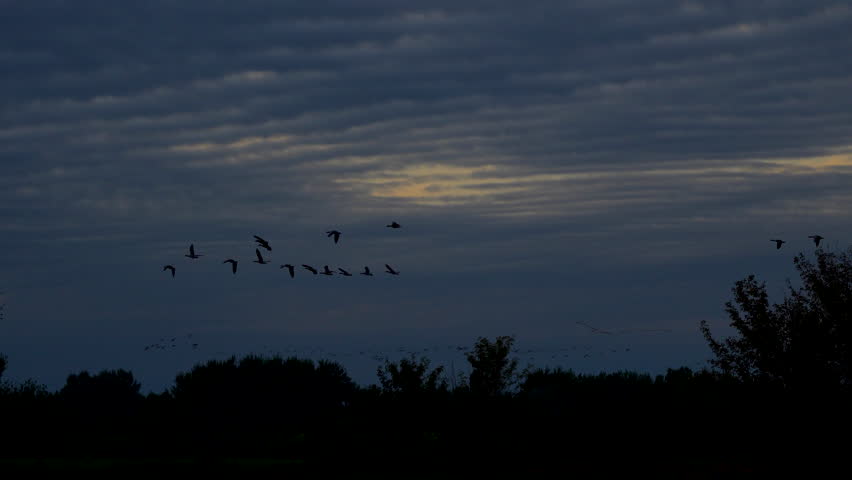 flock of birds in the night sky