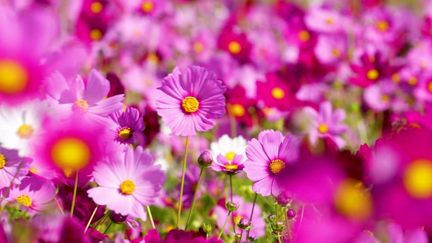 4K slow-motion video of a field of cosmos flowers in full bloom.
4K 120fps edited to 30fps.