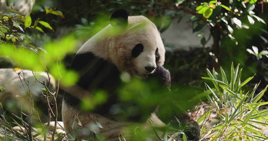One giant panda eating bamboo tree leaves in the nature