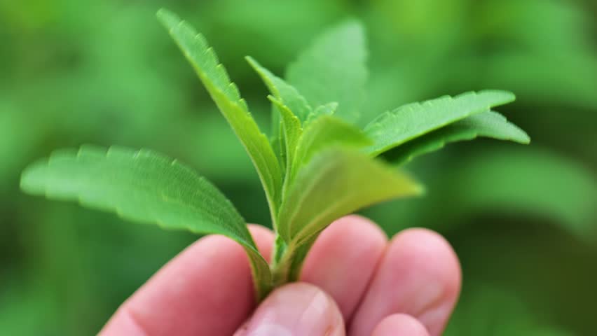 fresh Stevia rebaudiana in a womans hands. Natural sweet grass.Hand Holding Fresh Green Stevia Leaves.Alternative natural food without sugar.Sugar substitute. Natural dietary sweetener. 4k footage