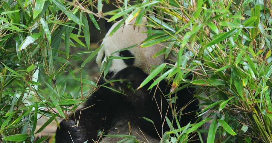 One giant panda eating bamboo tree leaves in the nature