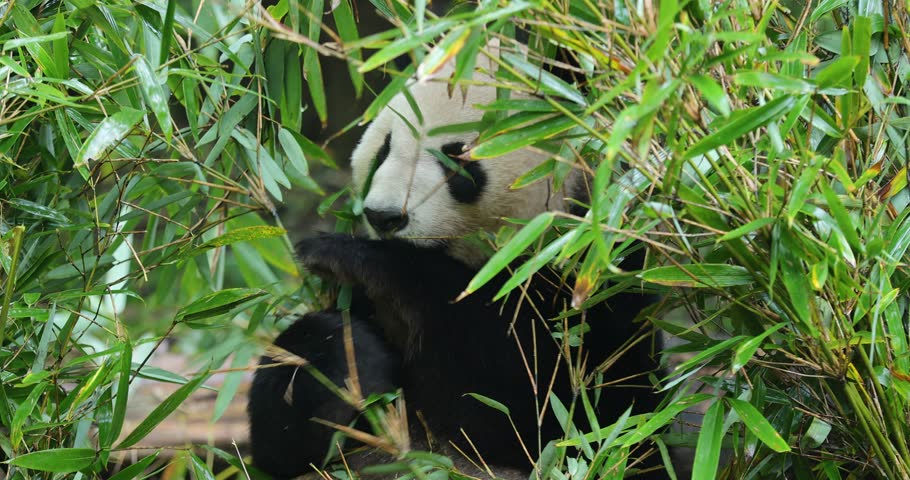 One giant panda eating bamboo tree leaves in the nature