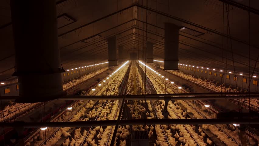 Wide interior shot of a large industrial poultry barn filled with chickens and automated feeding systems. Massive poultry barn interior with thousands of chickens