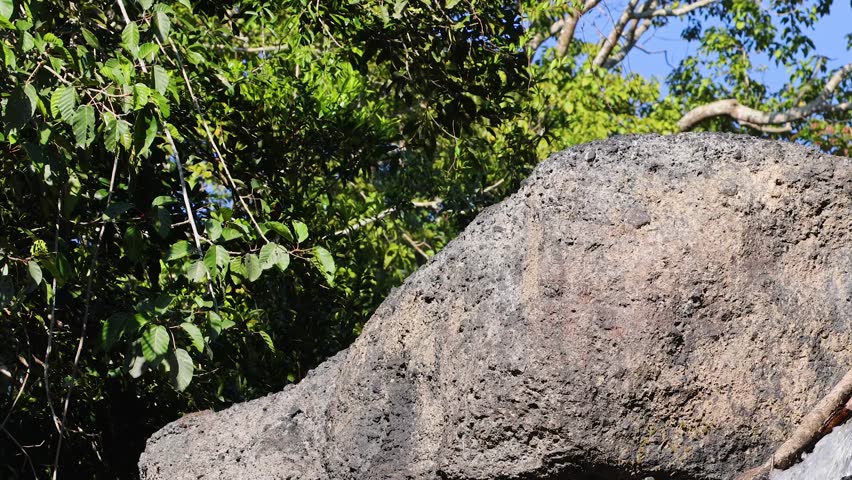Clear water cascades over large rocks in bright daylight, surrounded by lush green forest vegetation