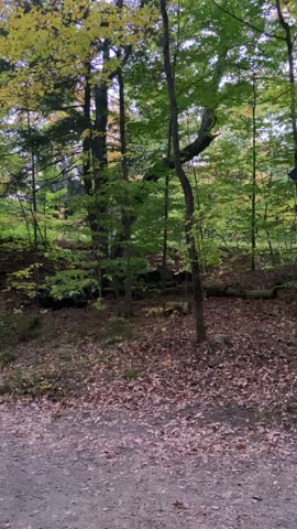 Quiet hiking trail in a forest during autumn season