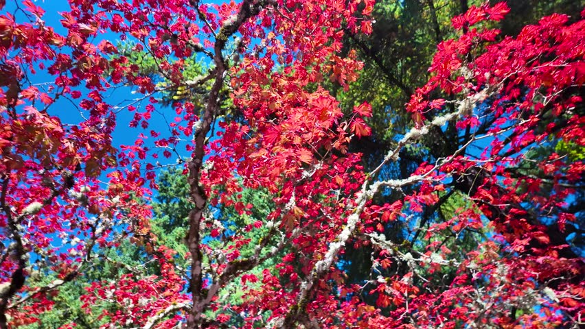 Vibrant red leaves of a maple tree, likely a Japanese maple or Acer palmatum in Seattle Japanese garden.