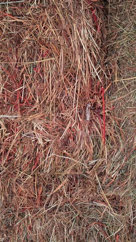 Close-Up of Hay Bales in Autumn Barn. Hay Bale Texture for Fall